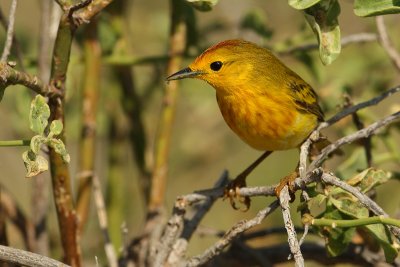 (Galpagos) Yellow warbler (dendroica petechia aureola), North Seymour (Galpagos), Ecuador, December 2008