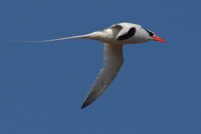 Red-billed Tropicbird (phaethon aethereus), North Seymour (Galpagos), Ecuador, December 2008