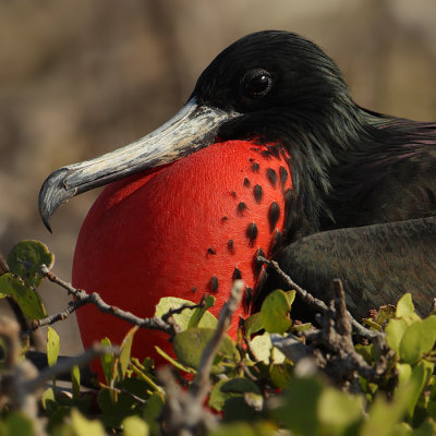 Great frigatebird (fregata minor), North Seymour (Galpagos), Ecuador, December 2008