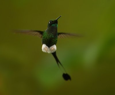 Booted raquettail (ocreatus underwoodii), Tandayapa Valley, Ecuador, January 2009