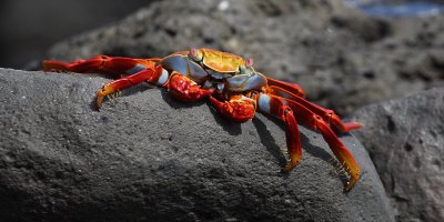Sally lightfoot crab (graspus graspus), Isla Espaola (Galpagos), Ecuador, December 2008