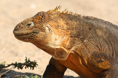 Galapagos Land Iguana (Conolophus subcristatus), North Seymour (Galpagos), Ecuador, December 2008