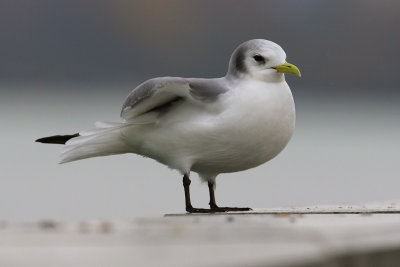 Black-legged kittiwake (rissa tridactyla), Grandson, Switzerland, February 2009