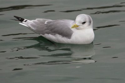 Black-legged kittiwake (rissa tridactyla), Grandson, Switzerland, February 2009