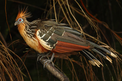 Hoatzin (opisthocomus hoazin), La Selva Lodge, Ecuador, January 2009