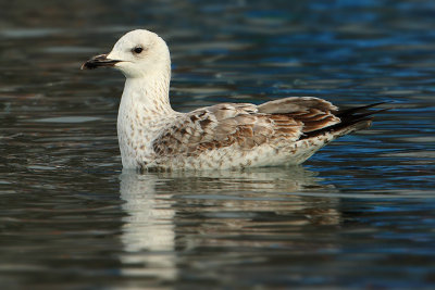 Caspian gull (larus cachinnans), Ouchy, Switzerland, February 2009