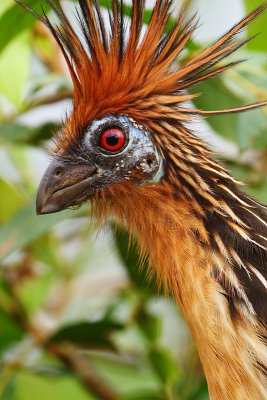 Hoatzin (opisthocomus hoazin), La Selva Lodge, Ecuador, January 2009