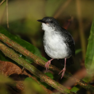 Silvered antbird (sclateria naevia), La Selva Lodge, Ecuador, January 2009