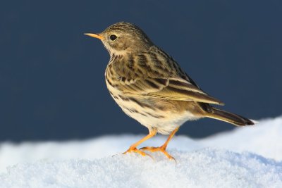 Meadow pipit (anthus pratensis), Les Grangettes, Switzerland, February 2008