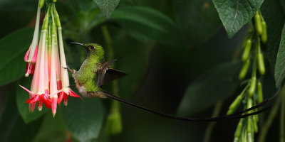 Black-tailed trainbearer (lesbia victoriae), Quito, Ecuador, December 2008