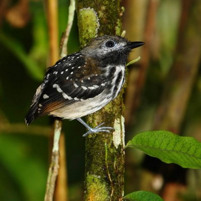 Dot-backed antbird (hylophylax punctulatus), La Selva Lodge, Ecuador, January 2009