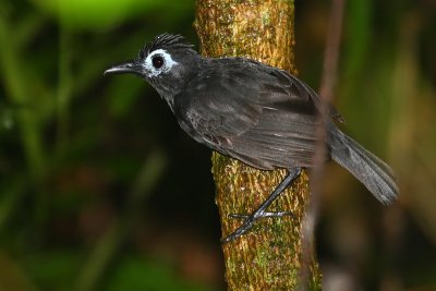 Sooty antbird (myrmeciza fortis), La Selva, Ecuador, January 2009