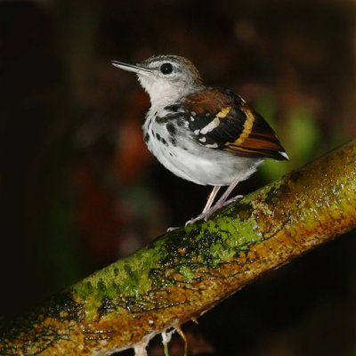 Banded antbird (dichrozona cincta), La Selva Lodge, Ecuador, January 2009