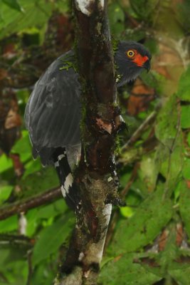 Slate-colored hawk (leucopternis schistaceus), La Selva Lodge, Ecuador, January 2009