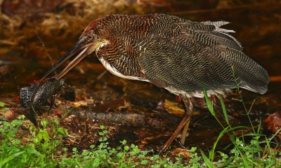 Rufescent tiger-heron (tigrisoma lineatum), La Selva, Ecuador, January 2009