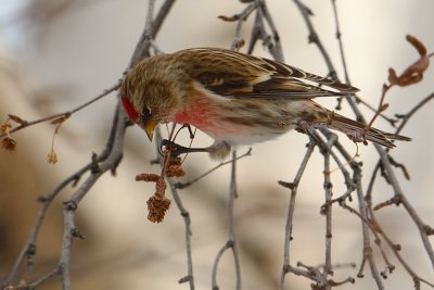 Lesser redpoll (carduelis cabaret), Ayer, Switzerland, March 2009