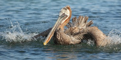 Brown pelican, Isla Floreana (Galapagos), Ecuador, January 2009