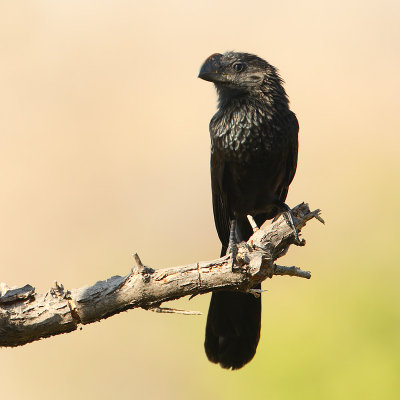 Smooth-billed ani (crotophaga ani), Isla Floreana, (Galapagos), Ecuador, January 2009