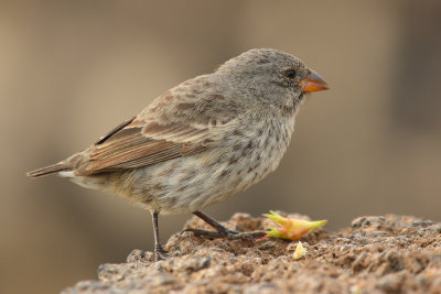 Small ground finch (geospiza fuliginosa), Santa Cruz (Galpagos), Ecuador, January 2009
