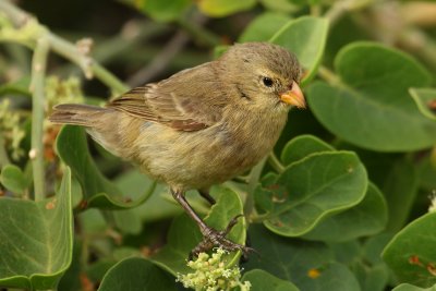 Small tree finch (camarhynchus parvulus), Santa Cruz (Galapagos), Ecuador, January 2009