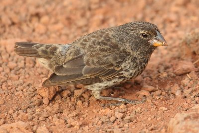 Medium ground finch (geospiza fortis), Santa Cruz (Galapagos), Ecuador, January 2009
