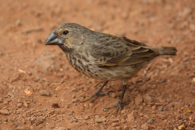 Medium ground finch (geospiza fortis), Santa Cruz (Galapagos), Ecuador, January 2009