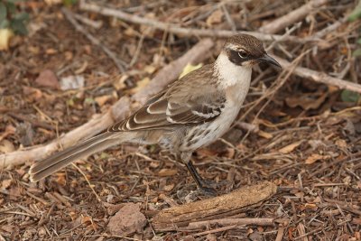 Galpagos mockingbird (nesomimus parvulus), Santa Cruz (Galapagos), Ecuador, January 2009