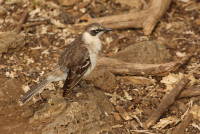 Galpagos mockingbird (nesomimus parvulus), Santa Cruz (Galapagos), Ecuador, January 2009