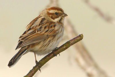 Reed bunting (emberiza schoeniclus), Grandcour, Switzerland, March 2009