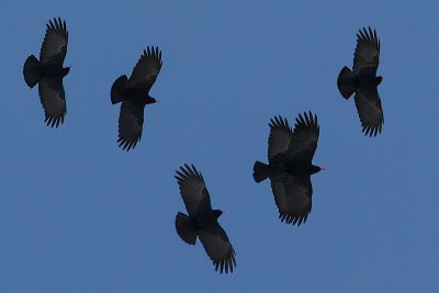 Red-billed chough, Wiler, Switzerland, March 2009