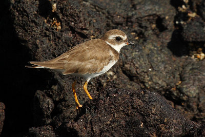 Semipalmated plover (charadrius semipalmatus), Bartholom (Galapagos), Ecuador, January 2009