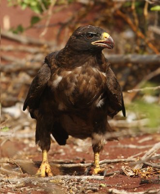 Galapagos hawk (buteo galapagoensis), Rabida (Galpagos), Ecuador, January 2009