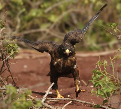 Galapagos hawk (buteo galapagoensis), Rabida (Galpagos), Ecuador, January 2009