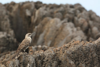 Hood mockingbird (nesomimus macdonaldi), Isla Espaola (Galpagos), Ecuador, December 2008