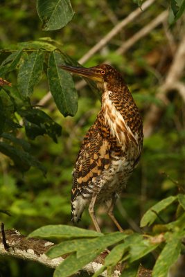 Rufescent tiger-heron (tigrisoma lineatum), La Selva, Ecuador, January 2009