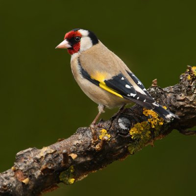 Goldfinch (carduelis carduelis), Echandens, Switzerland, April 2009