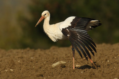 White stork (ciconia ciconia), Bussigny, Switzerland, April 2009