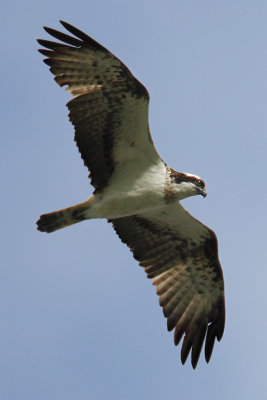 Osprey (pandion haliaetus), Leuk, Switzerland, April 2009