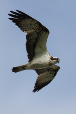 Osprey (pandion haliaetus), Leuk, Switzerland, April 2009