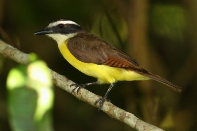 Great Kiskadee (pitangus sulphuratus), La Selva Lodge, Ecuador, January 2009