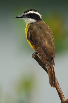 Great Kiskadee (pitangus sulphuratus), La Selva Lodge, Ecuador, January 2009