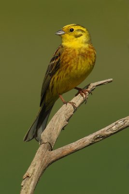 Yellowhammer (emberiza citrinella), Grandcour, Switzerland, April 2009