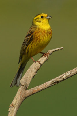 Yellowhammer (emberiza citrinella), Grandcour, Switzerland, April 2009