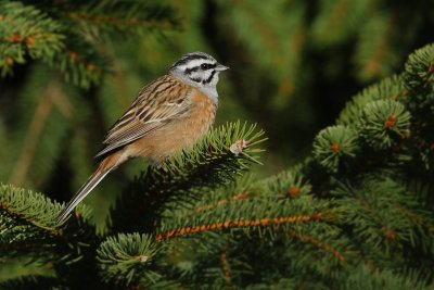 Rock bunting (emberiza cia), Ayer, Switzerland, May 2009