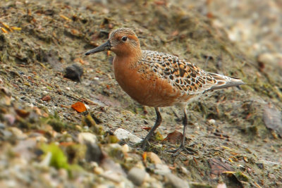 Knot (calidris canutus), Préverenges, Switzerland, April 2009