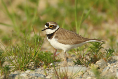 Little ringed plover (charadrius dubius), Grandcour, Switzerland, May 2009