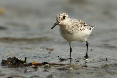 Sanderling (calidris alba), Prverenges, Switzerland, May 2009