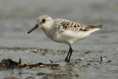 Sanderling (calidris alba), Prverenges, Switzerland, May 2009