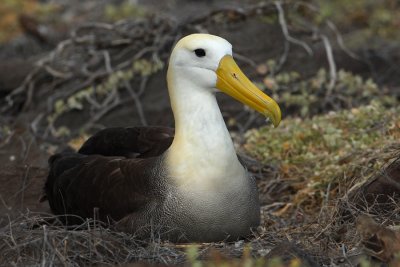 Waved albatross (phoebastria irrorata), Espanola, Galapagos, December 2009