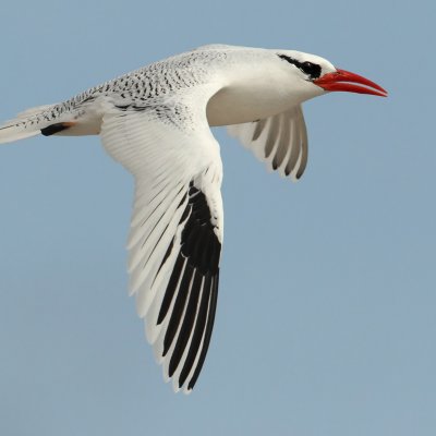 Red-billed tropicbird (phaethon aethereus), Isla Espaola (Galpagos), Ecuador, December 2008